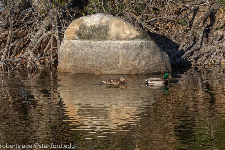 emily renzel wetlands